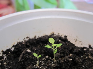 Growing buddleya from seeds begins with germination.