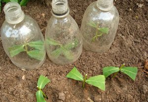 Planting buddley seedlings in the ground on the site.