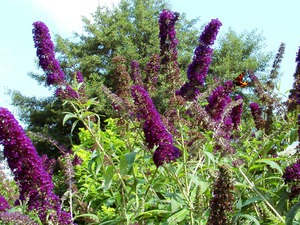 Black Knight is another beautiful budley variety.