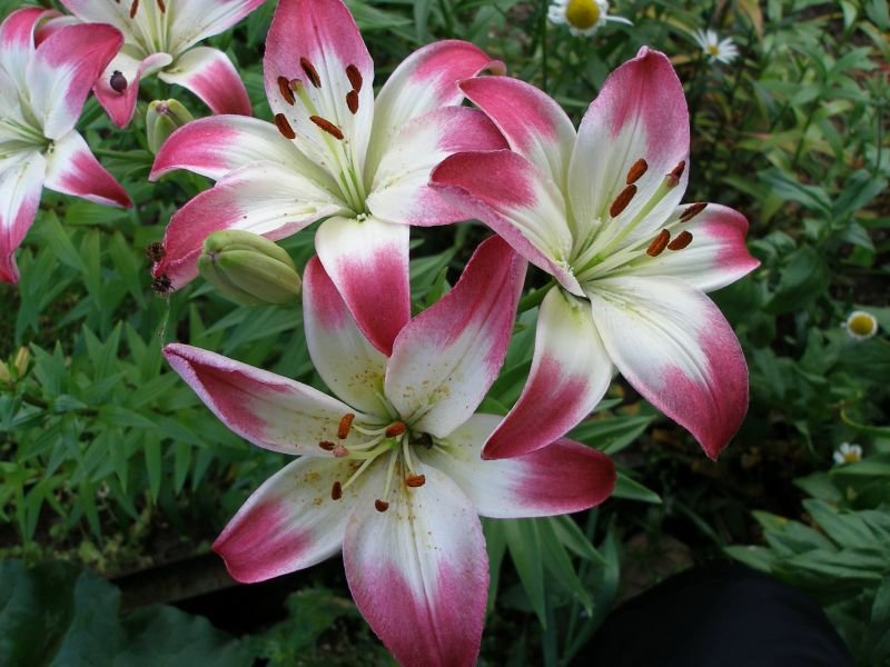 Lily hybrid - flowers of an unusual color