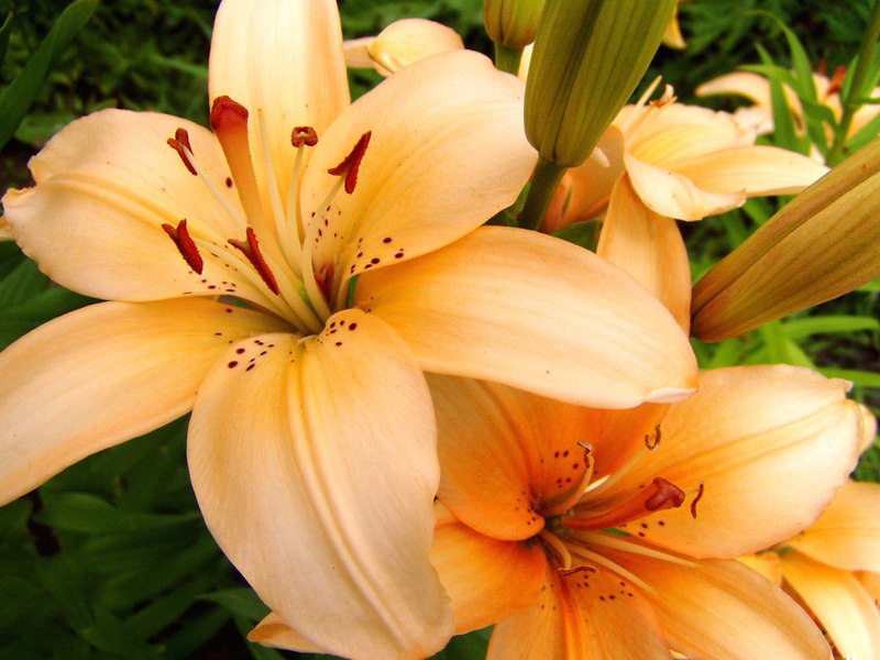 Orange lilies - bright colors for the garden