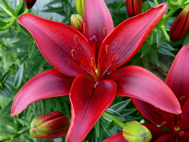 Bright red lilies - the queens of your flower bed