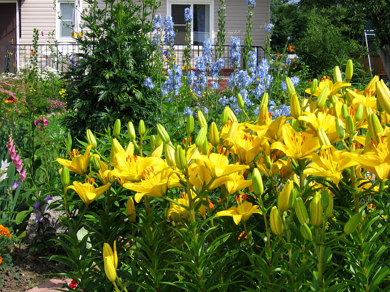 Yellow lilies are also very popular with domestic gardeners.