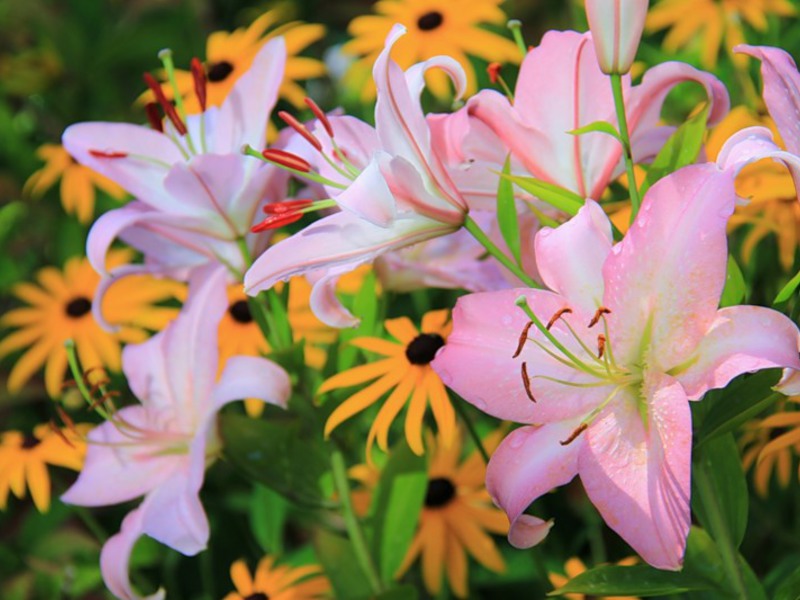 A flower bed with lilies and other flowers is a smart decision.