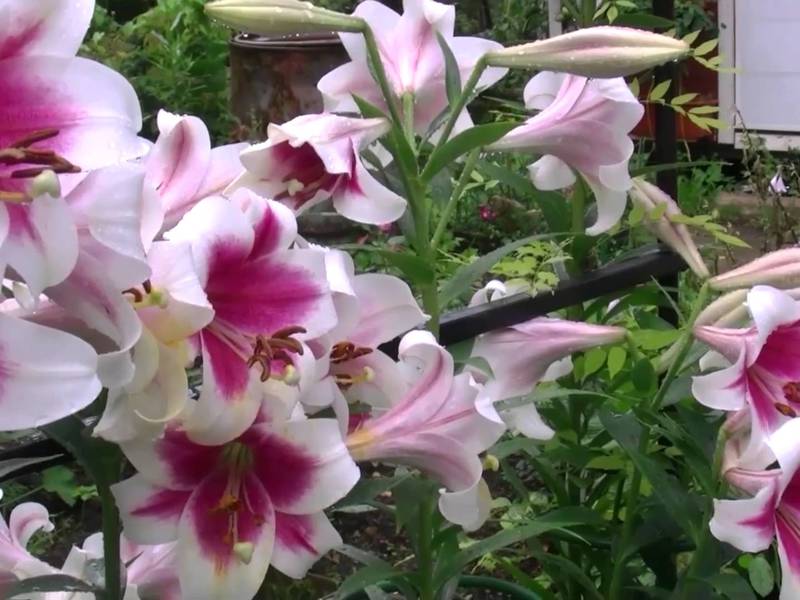 A beautiful flower garden can consist of lilies or different types of plants.