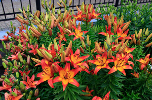 Lily Barcelona - bright saturated colors during flowering