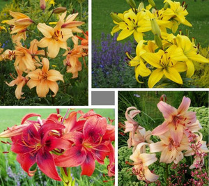 Asiatic lilies - different varieties