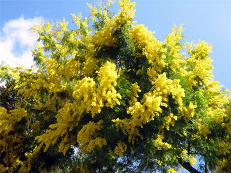 How to plant mimosa