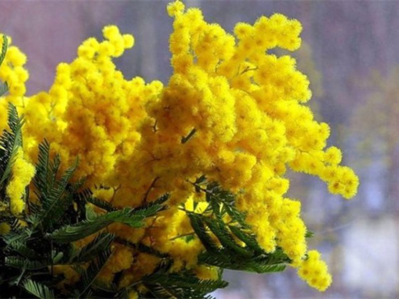 Yellow mimosa