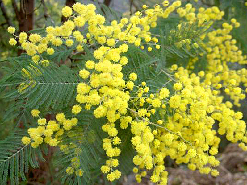 Mimosa flowers