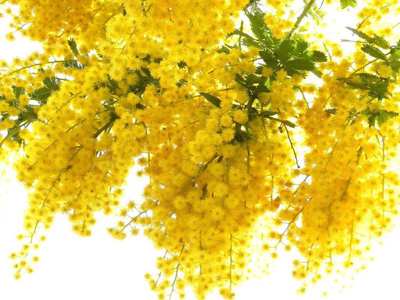 Yellow mimosa