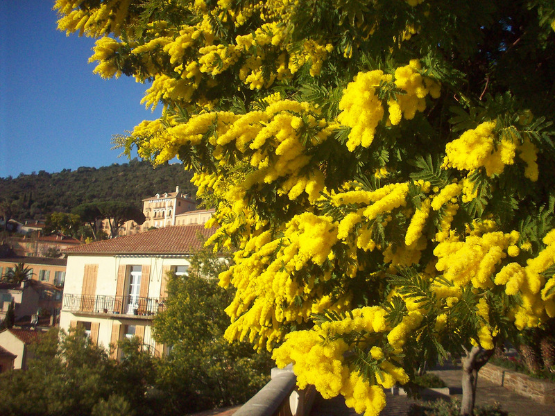 Harasteristics of mimosa