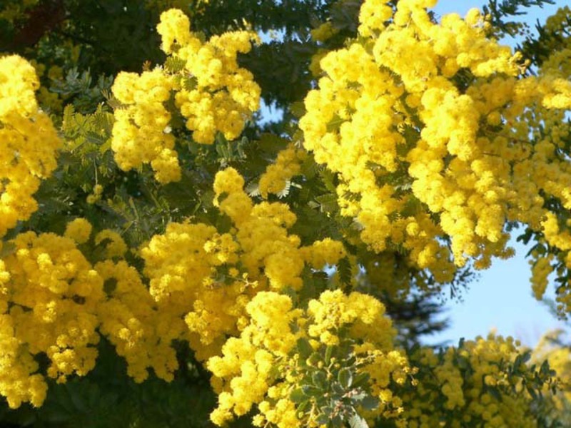 Mimosa flowers and their spiritual meaning