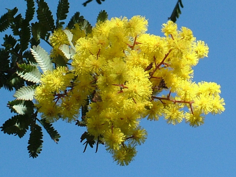 Mimosa growing methods