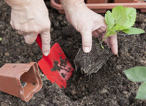 Tips from experienced florists on how and when to plant aster seedlings in the ground