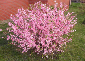 Blooming almonds: features of a shrub, flowering and care