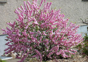 Early flowering almond bush