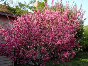 Planting almonds