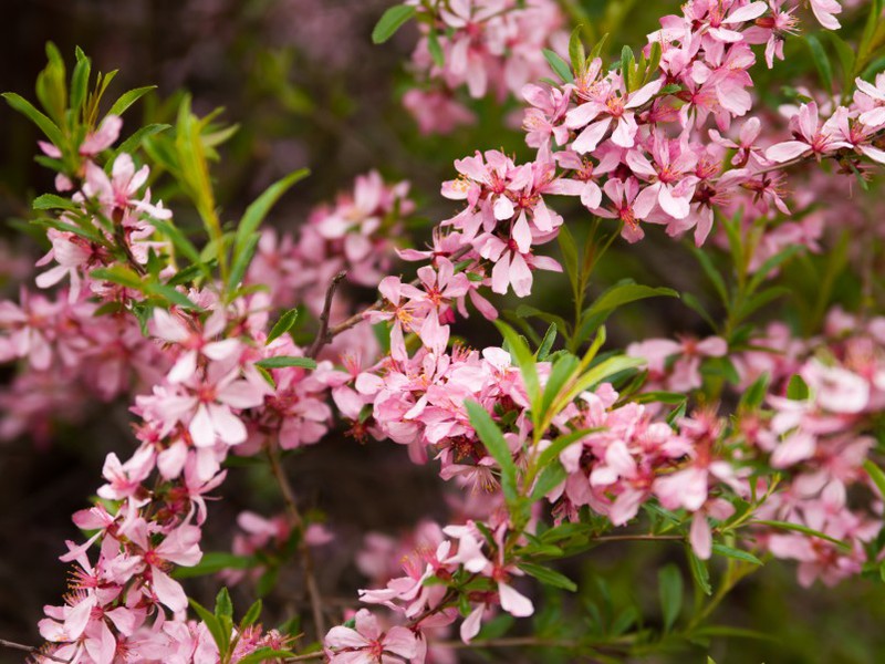 How to care for an almond bush