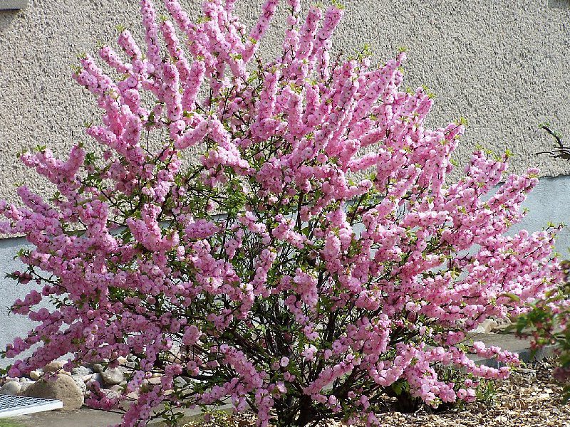 Flowering almond bush