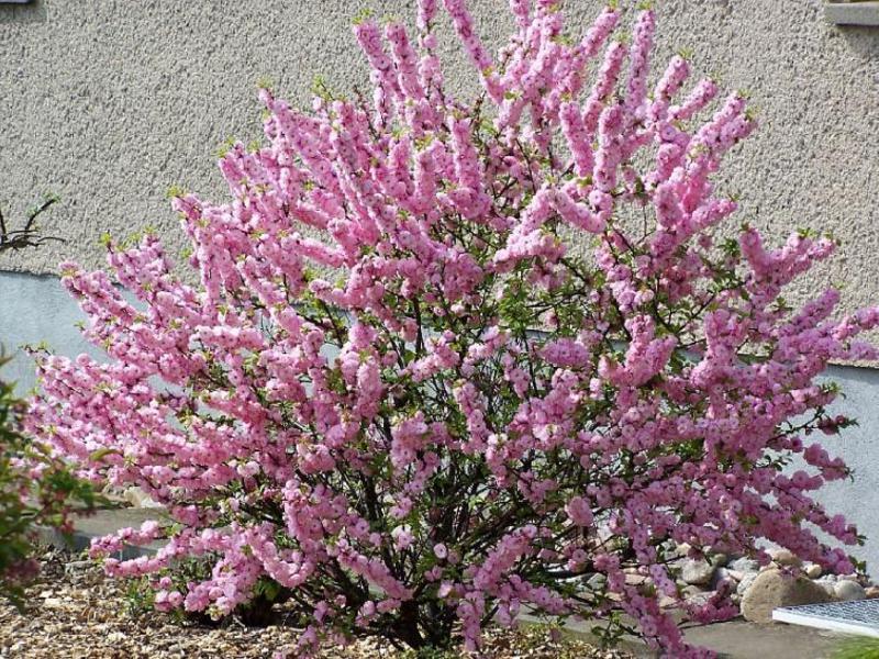 How decorative almonds bloom