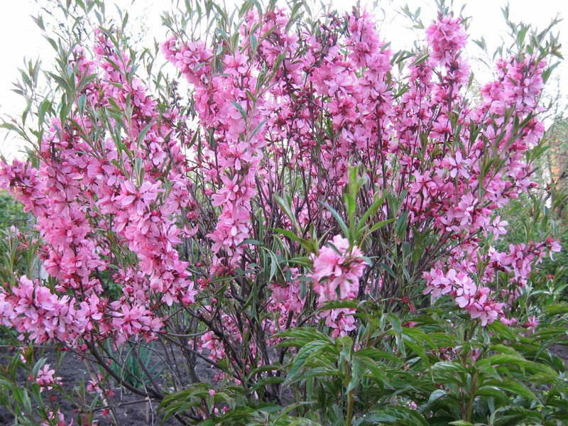 Watering ornamental almonds