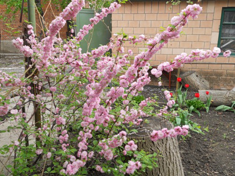 Almond tree