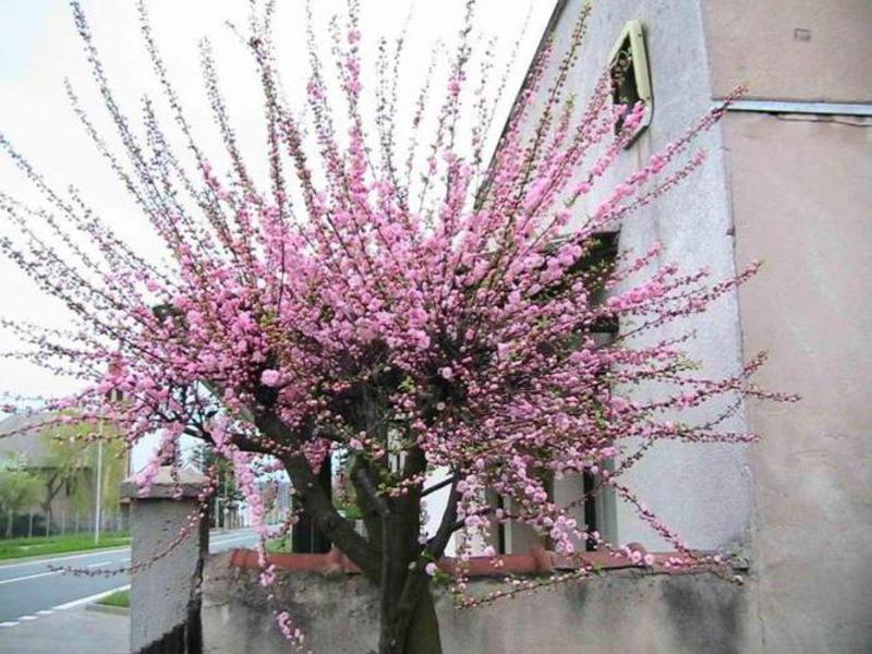 Planting almonds