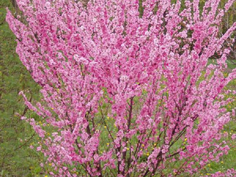 How to plant almonds correctly