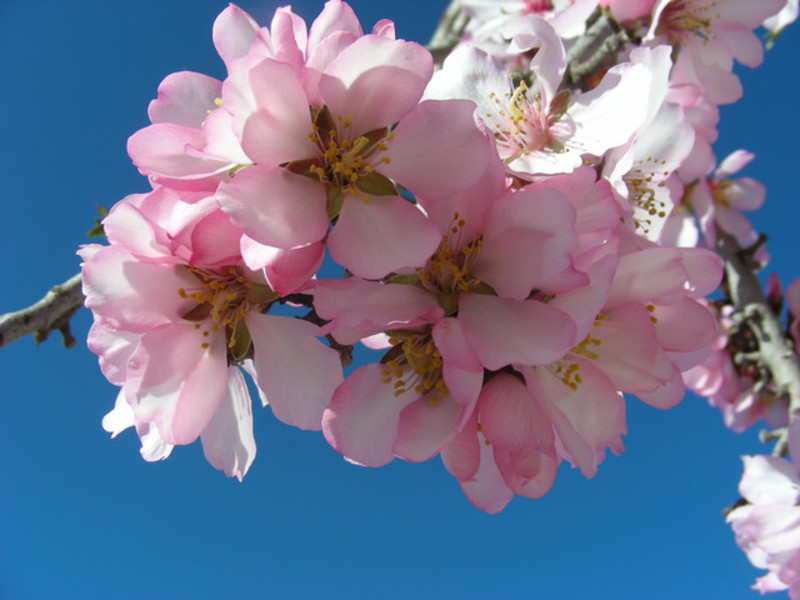 Shrub begins to bloom