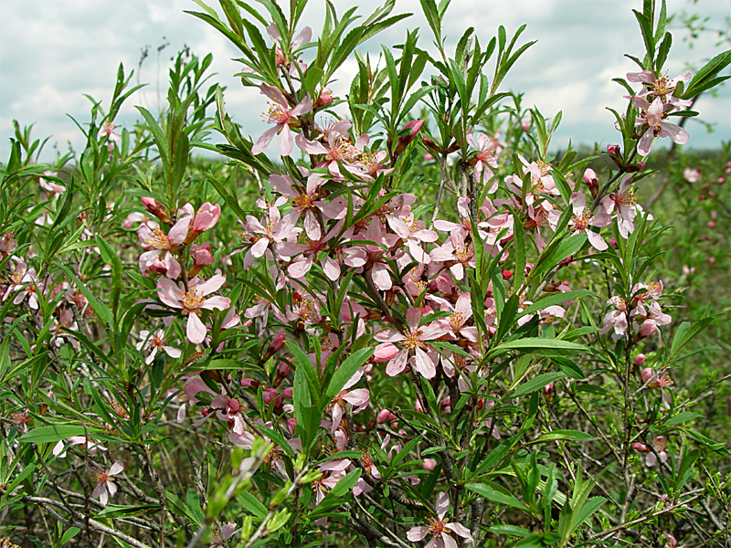 How almonds grow