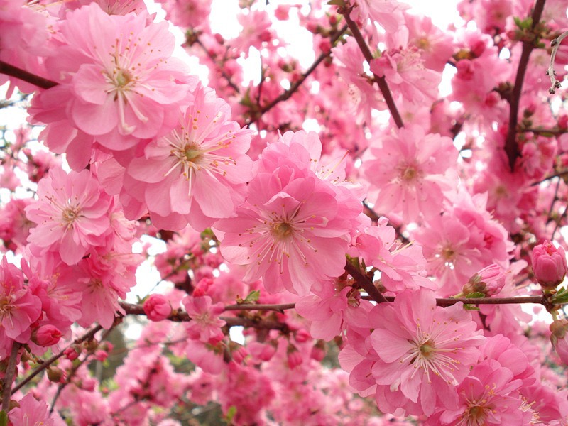 Description of almond bush