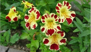 Diseases of the mimulus flower