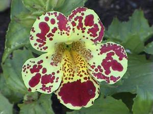 Features of growing mimulus