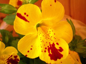 Home flower mimulus