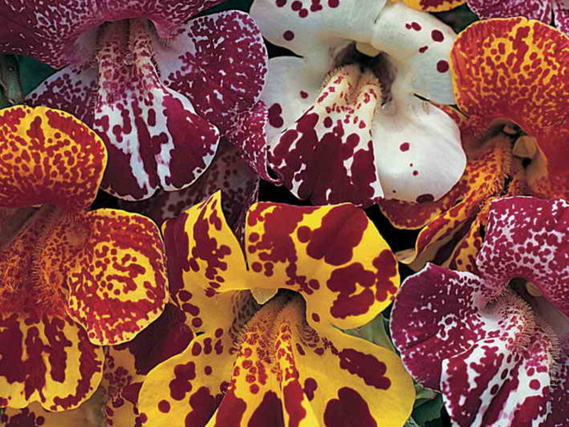 Mimulus in a flowerpot