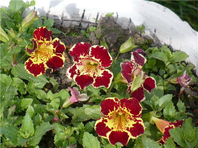 Mimulus flower appearance