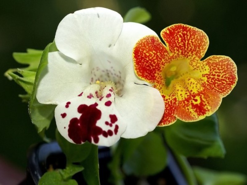 Unusual flower mimulus