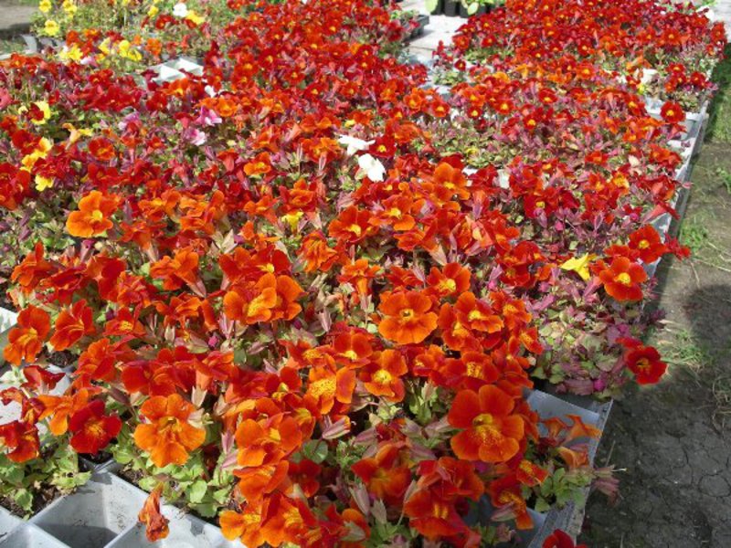 Growing mimulus from seeds