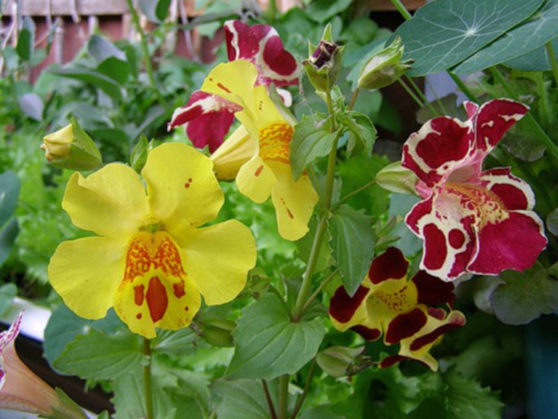 Planting and caring for mimulus