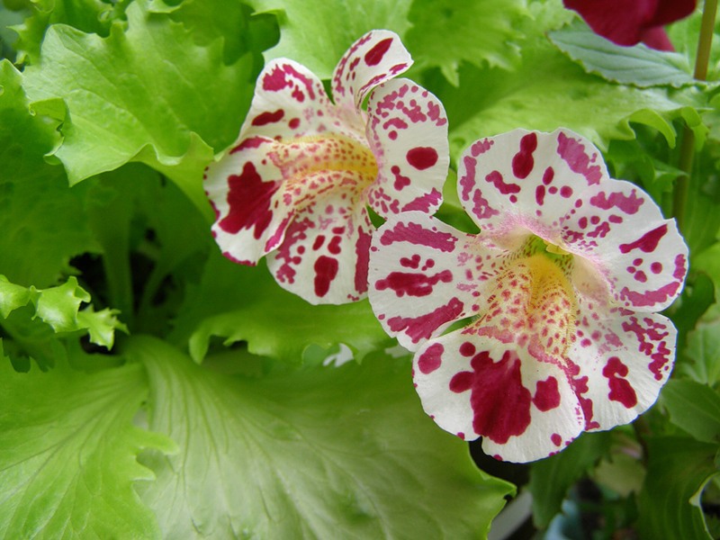 Conditions for growing a flower mimulus