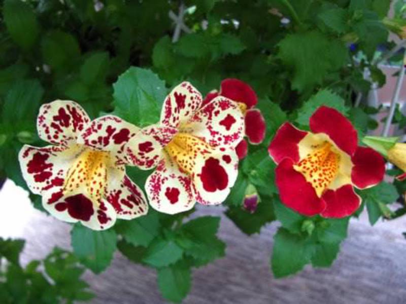 Types of mimulus