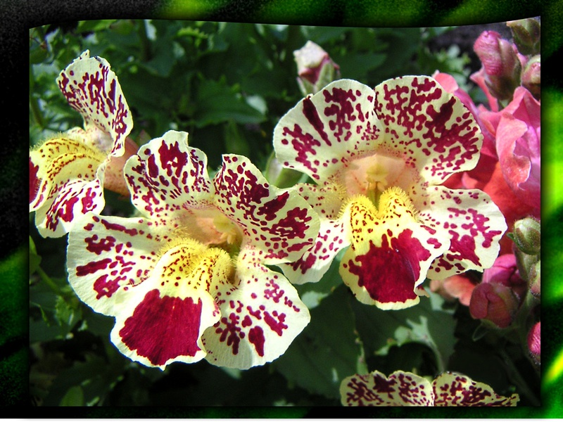 Growing mimulus from seeds