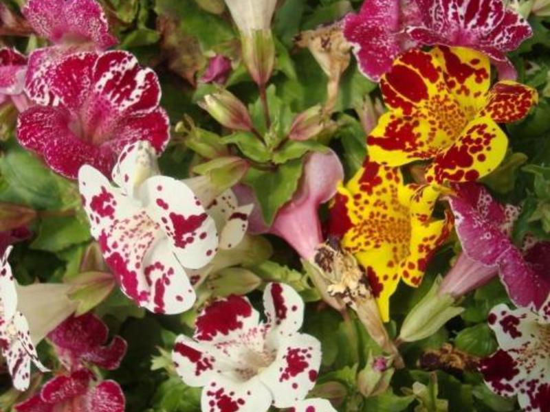 How to grow a mimulus flower