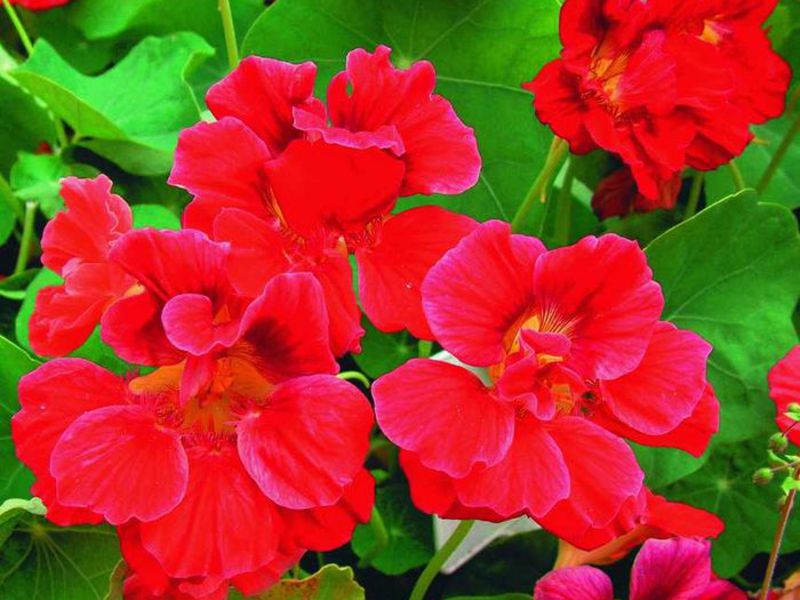 Where does mimulus usually grow?