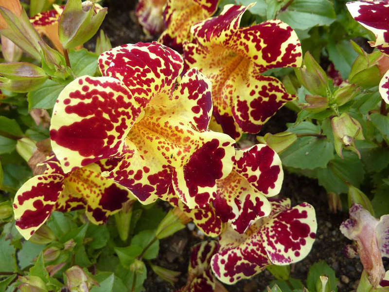 How to plant mimulus