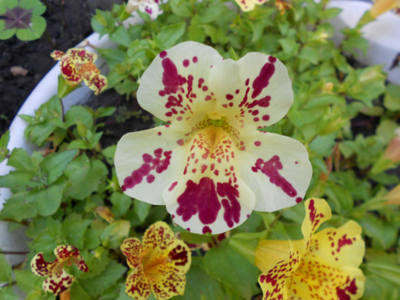 Description of the plant mimulus