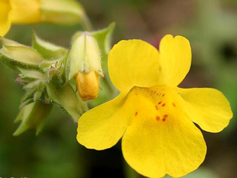 How the mimulus flower grows