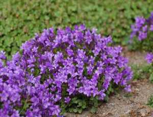 The bell in the flowerbed looks very beautiful.