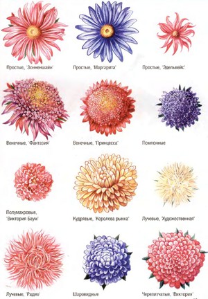 Types and varieties of asters are the main flowering options.